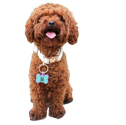 BPA-freie Silikon-Stille-Hunde-Tags Farbenfrohe Silikon-Hundehals-Tags zum Verkauf einzigartige Silikon-Hunde-ID-Tags Zubehör