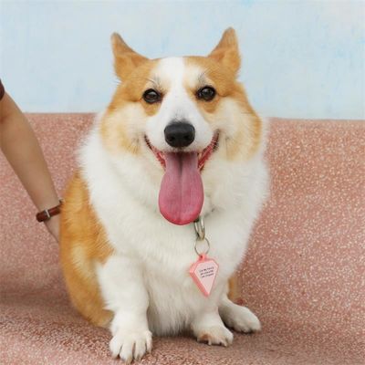 Großhandel niedriges MOQ Billig unterschiedliche Form viele Farben für Optionen Silikon leere Hunde-Tag Name ID-Tag