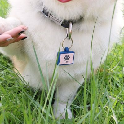 Großhandel niedriges MOQ Billig unterschiedliche Form viele Farben für Optionen Silikon leere Hunde-Tag Name ID-Tag